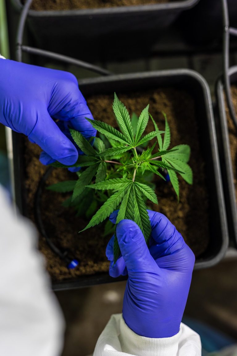 Семена конопли Special Queen 1 feminised от Royal Queen Seeds