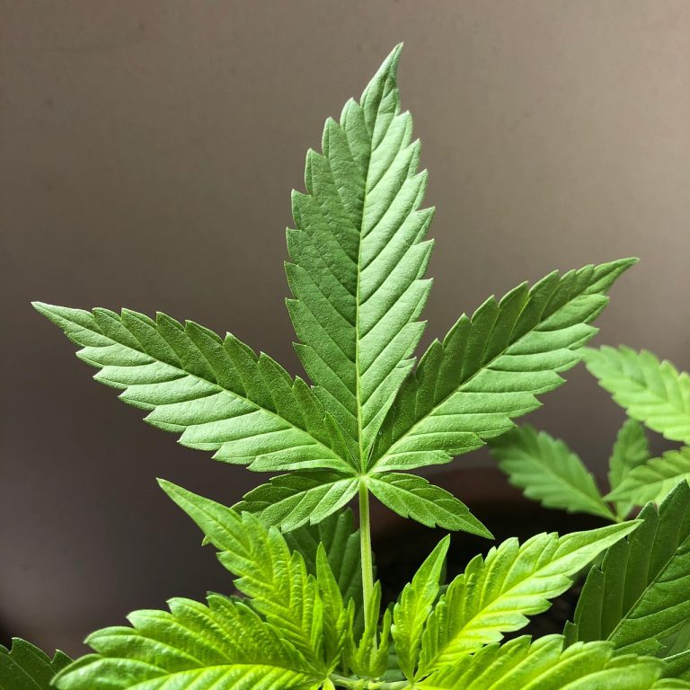 Семена конопли Super Lemon Skunk от Ganja Seeds