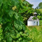 Семена конопли Chrystal feminised от Nirvana Seeds images342.jpg