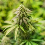 Семя конопли при миоме матки images344.jpg