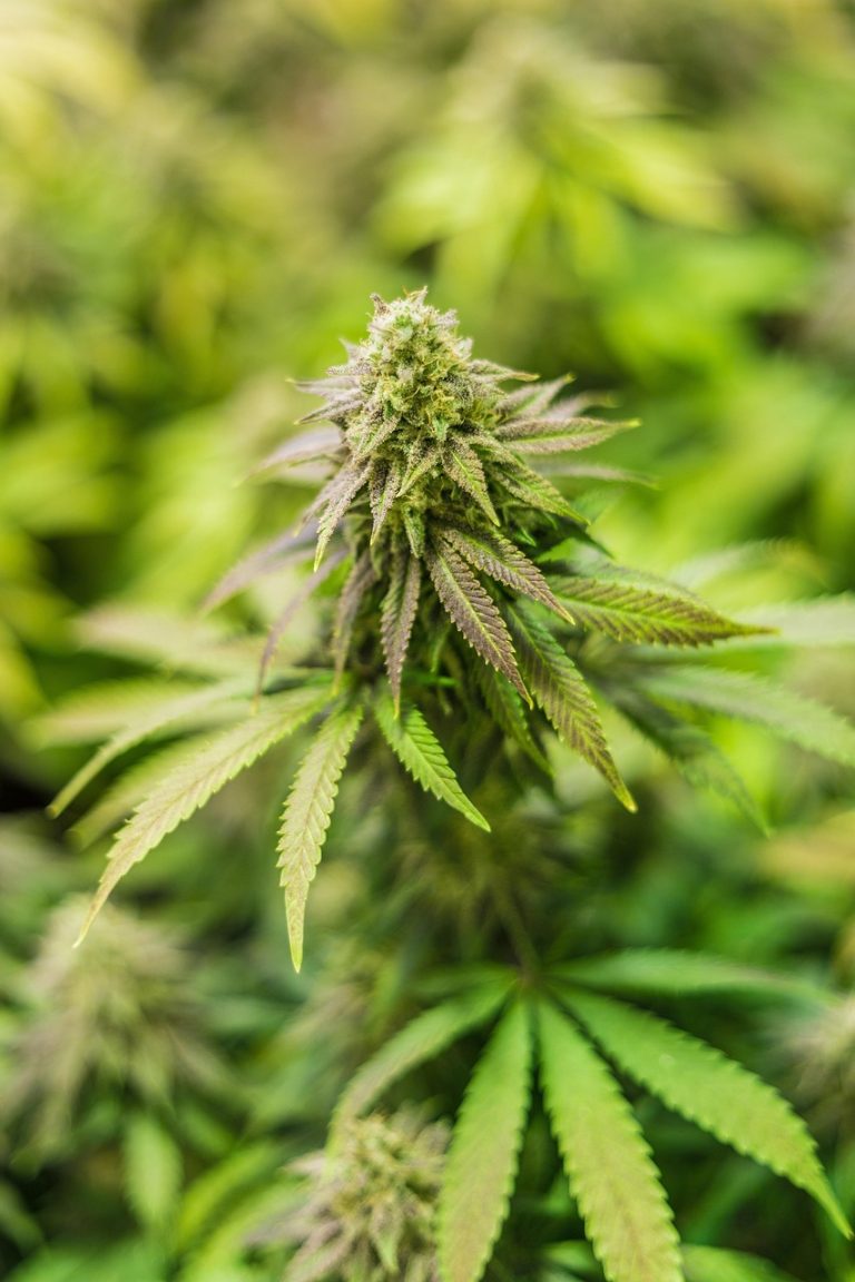 Семя конопли при миоме матки