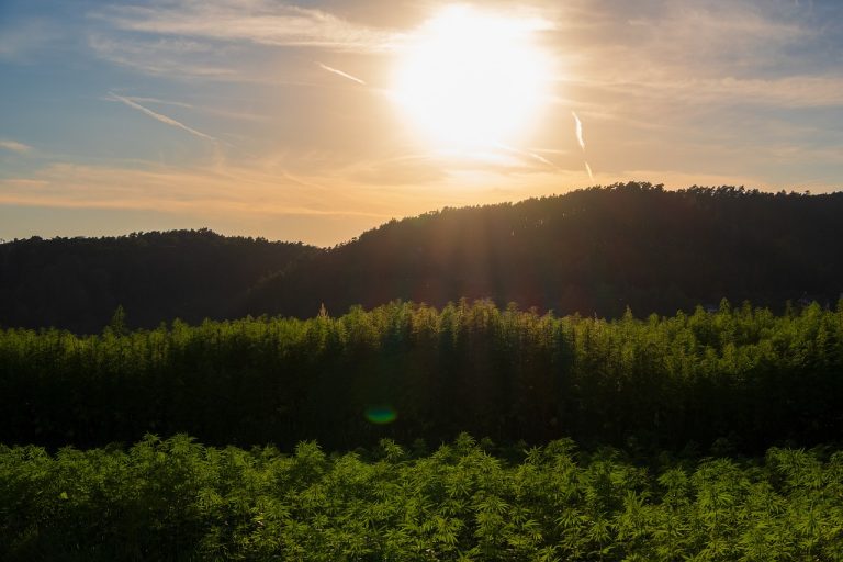 Семена конопли Sapphire OG feminised от Humboldt Seeds