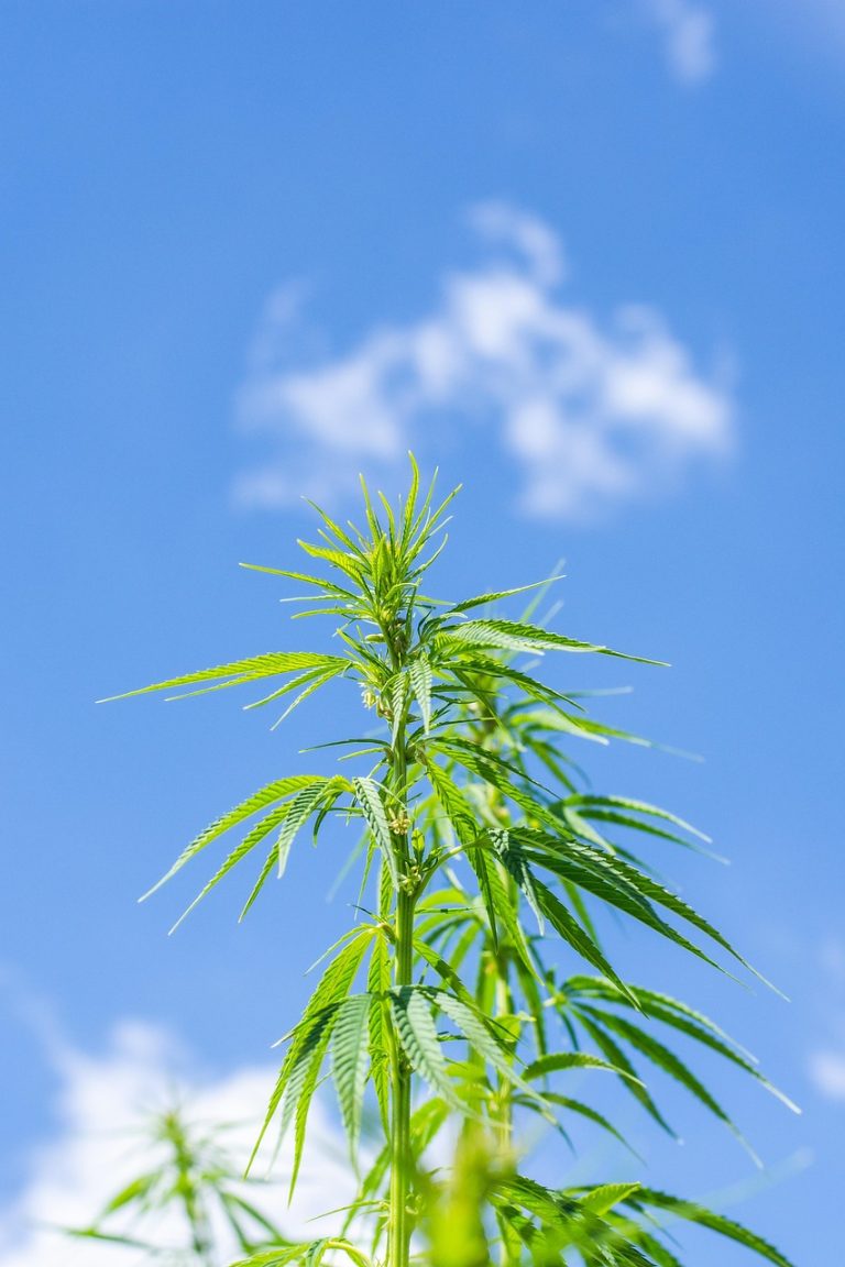 Как посадить семя конопли