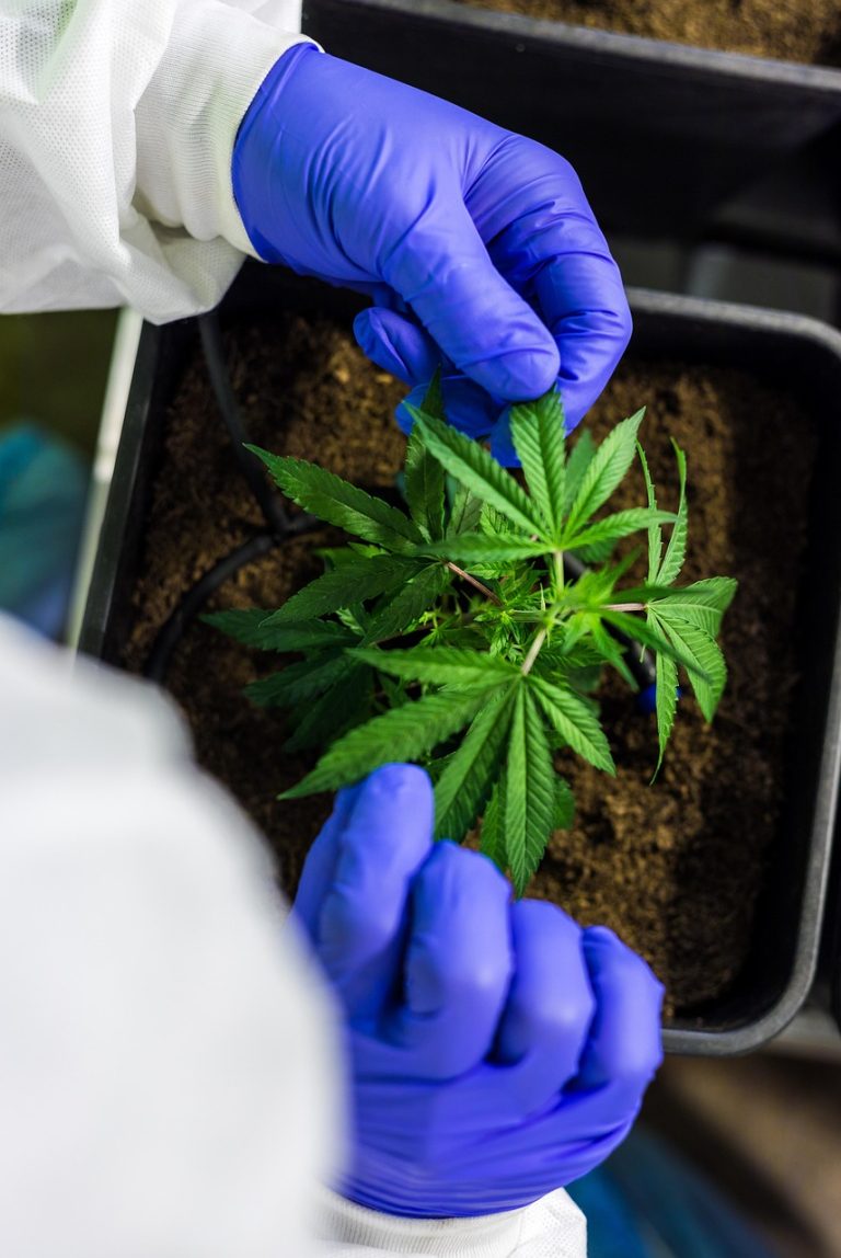 Продажа семян конопли аспекты использования и правовые вопросы