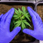 Семена конопли Bubble Gum feminised от производителя Ganja Seeds images354.jpg