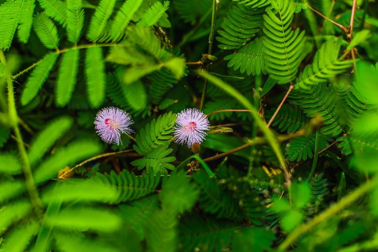 Семена конопли White Russian regular от Ganja Seeds