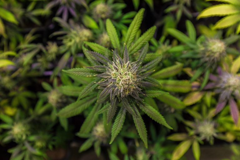 Семена конопли Purple Afghan Kush feminised от Dinafem Seeds