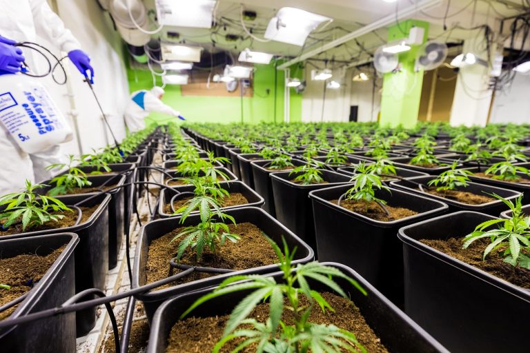 Семена конопли как суперфуд для здоровья и благополучия