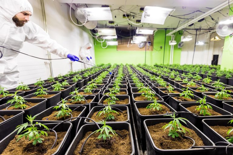 Купить семена марихуаны из Голландии