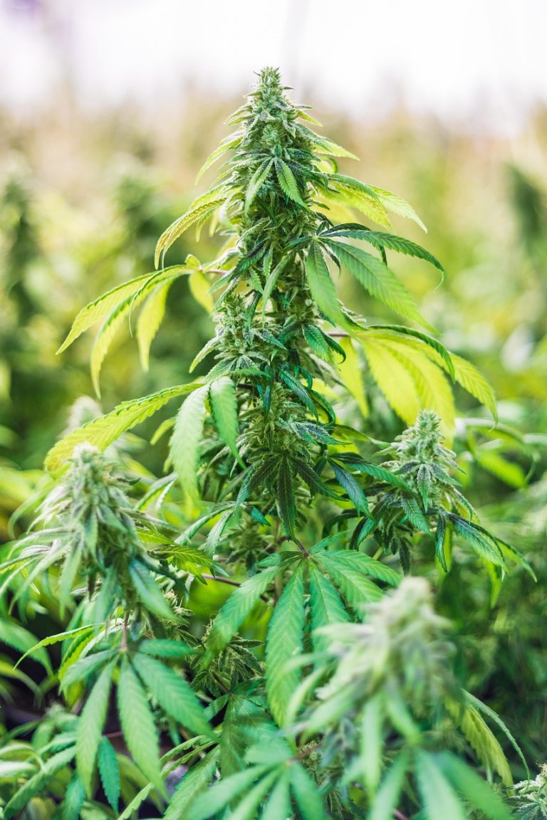 Семена конопли Euforia feminised от Ganja Seeds