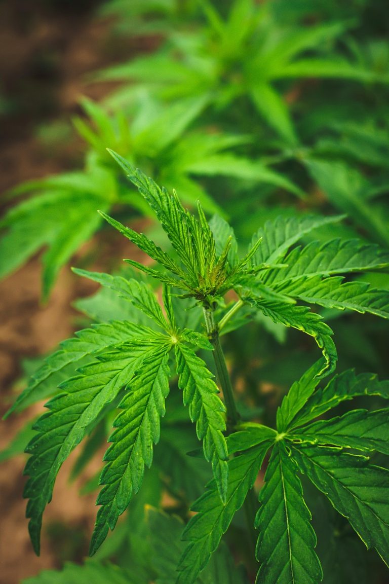 Производство семян конопли: тенденции и перспективы рынка