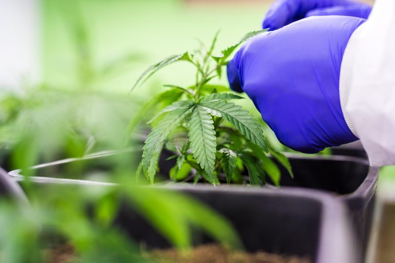 Семена конопли Pamir Gold feminised от Dutch Passion Seeds