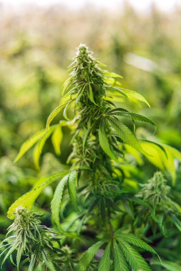 Выращивание марихуаны из семян