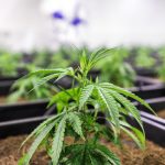 Сорт конопли Super Bud feminised от Green House Seeds images375.jpg