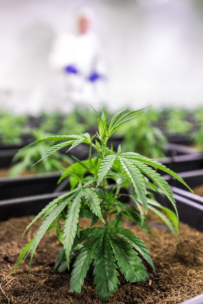 Сорт конопли Super Bud feminised от Green House Seeds