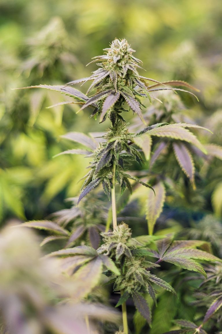 Семена конопли Sweet Cheese feminised от Sweet Seeds