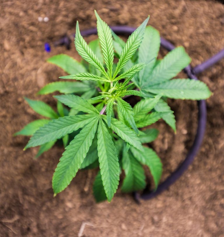 Где купить семена конопли