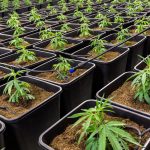 Плохие семена конопли причины и последствия использования images385.jpg