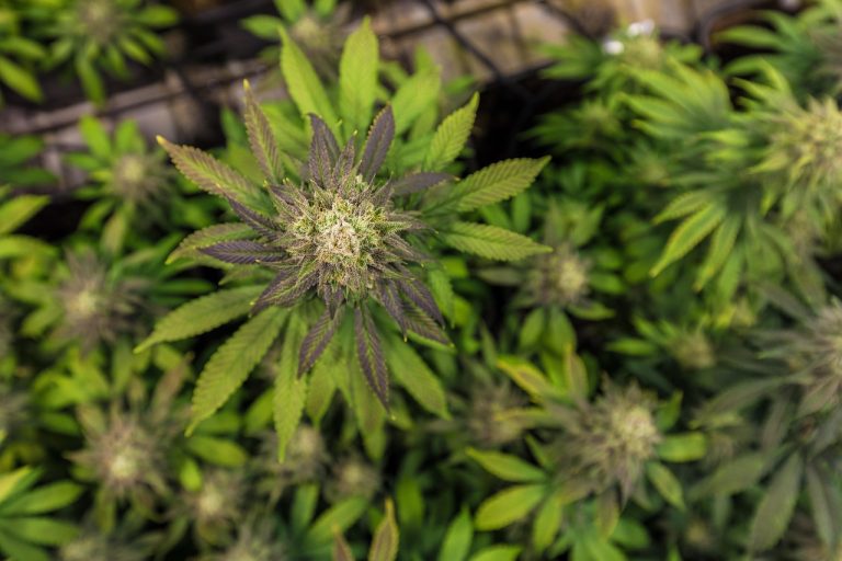 Как выбрать надежного поставщика семян конопли