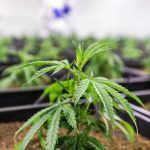 Семена конопли Power Plant от Dutch Passion Seeds images388.jpg