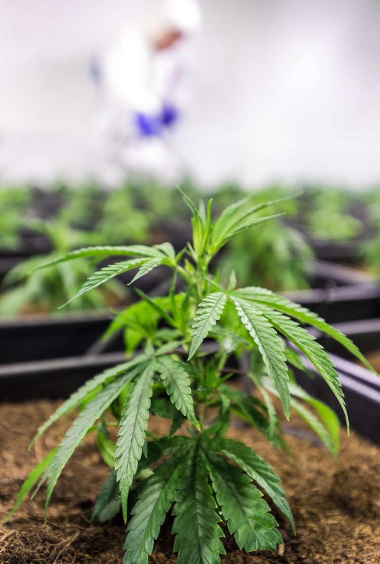 Семена конопли Power Plant от Dutch Passion Seeds