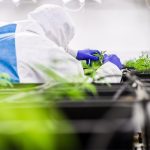 Выбор семян конопли основные факторы и преимущества различных типов images391.jpg