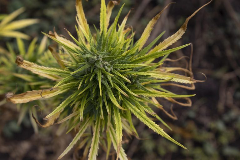 Покупка семян канабиса: где и как приобрести качественные семена