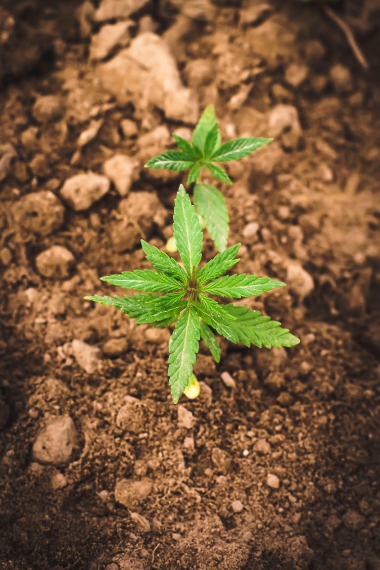 Семена конопли 1024 feminised от Medical Seeds: особенности и преимущества сорта