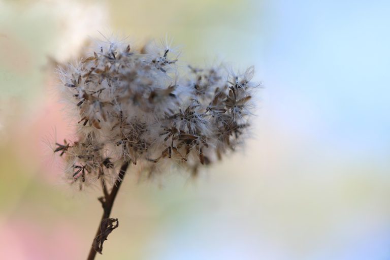 Выбор качественных семян конопли и их подготовка к посеву