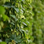 Проращивание семян конопли: подробное руководство images439.jpg