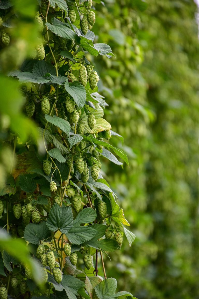 Проращивание семян конопли: подробное руководство