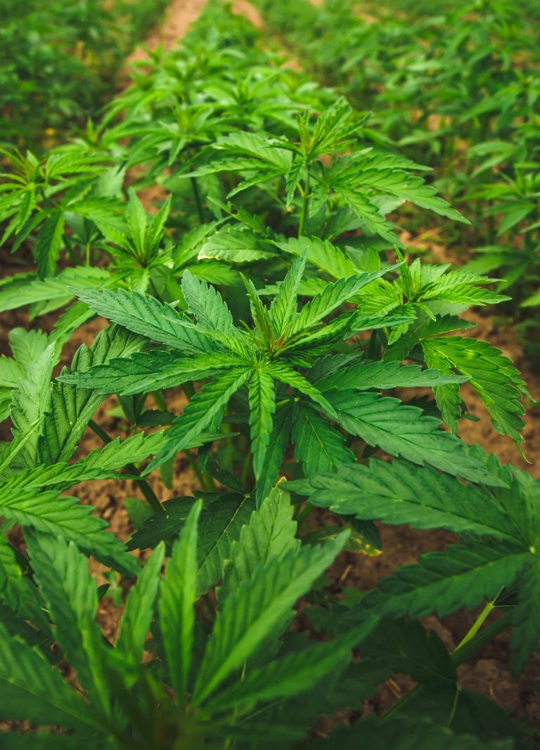 Семена конопли Chuy Valley feminised от Bang Seeds