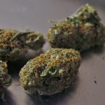 Семена конопли Black Jack feminised от Ganja Seeds images463.jpg