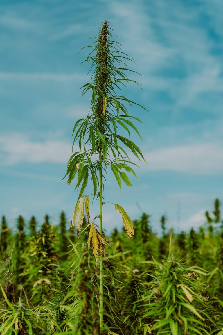 Покупка Семян Конопли в Москве с Доставкой Курьером