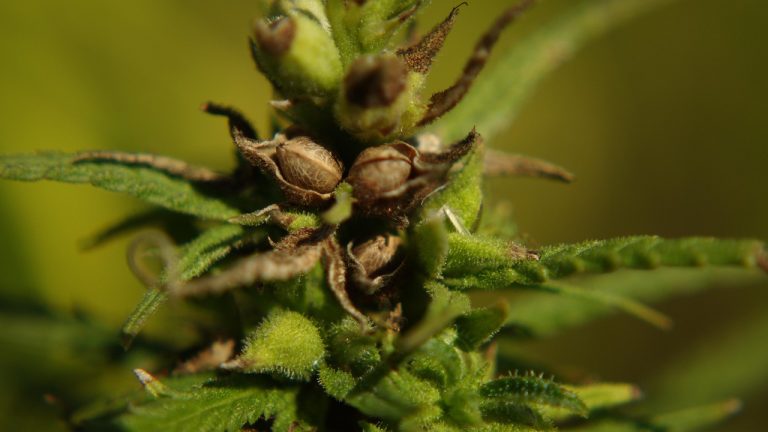 Полезные свойства и применение семян конопли