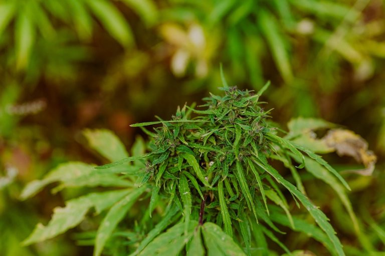 Как купить семена конопли в Орле