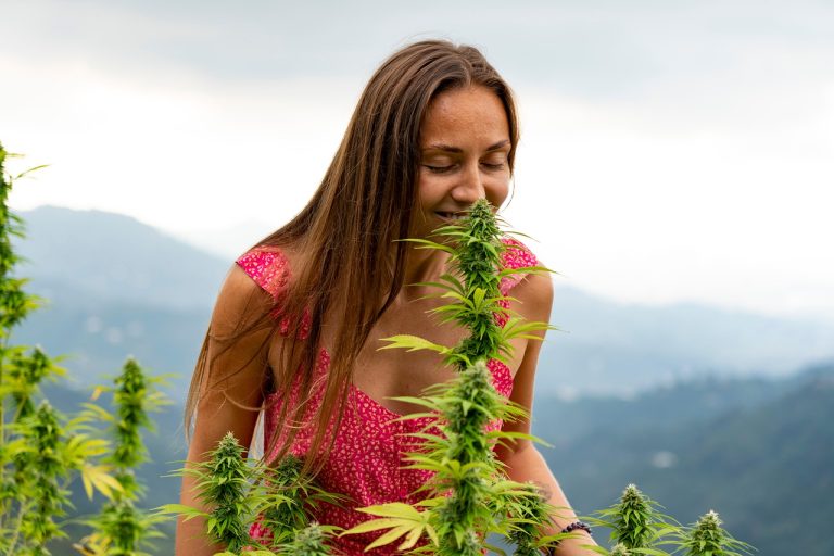 Семена конопли в Москве где купить и как использовать