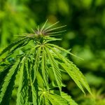 Преимущества и использование семян конопли от Семяныч images57.jpg