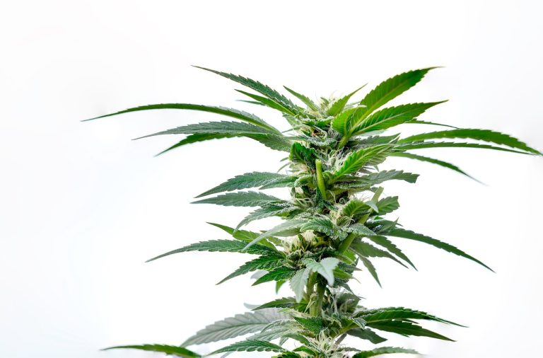 Семена конопли Sour Secret feminised от DNA Genetics