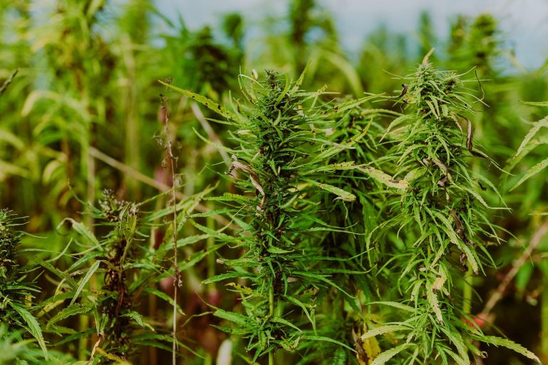 Преимущества и использование семян конопли в Челябинске