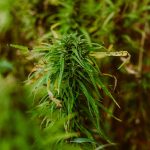 Где купить семена конопли недорого images69.jpg