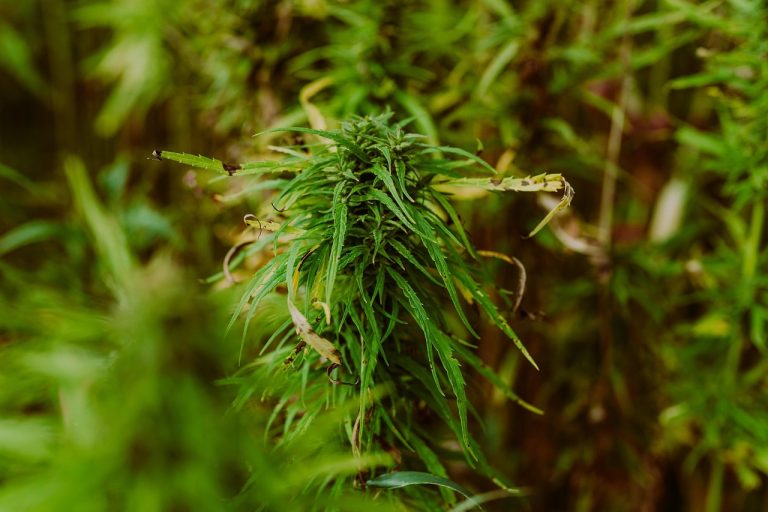 Где купить семена конопли недорого