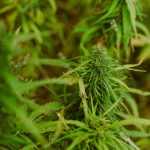 Семена конопли Auto + Speed feminised от Sweet Seeds images74.jpg