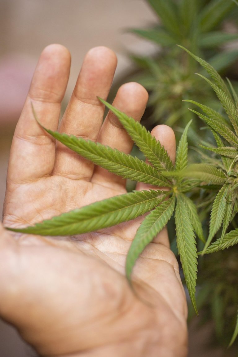 Семена конопли Green House Thai feminised Ganja Seeds