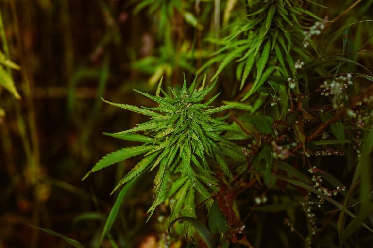 Конопляные Семена и Их Влияние на Душевное и Физическое Здоровье