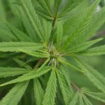 Семяныч - ваш надежный партнер в приобретении семян конопли images82.jpg