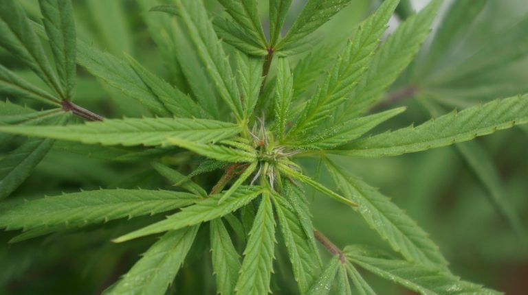 Семяныч – ваш надежный партнер в приобретении семян конопли