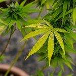 Замачивание и проращивание семян марихуаны images90.jpg