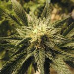 🌿 Лучшие автоцветущие семена с доставкой по России logo (4)