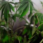 Сорт конопли Afghan Kush regular от производителя Ganja Seeds image_127.jpg